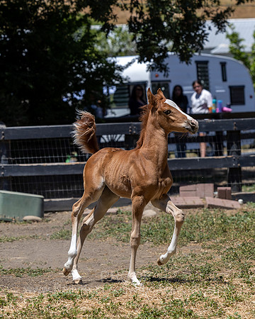 ShermanRanch0524_1455