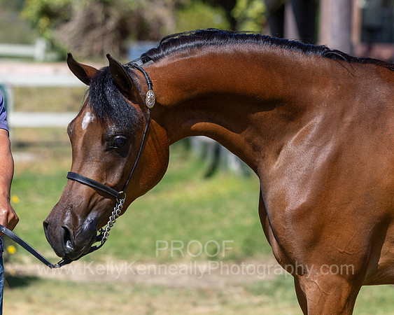 FantasiaFameV_0625_2423