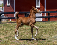 ShermanRanch0524_1480