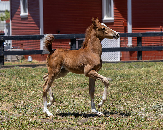 ShermanRanch0524_1480
