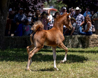 ShermanRanch0524_1088