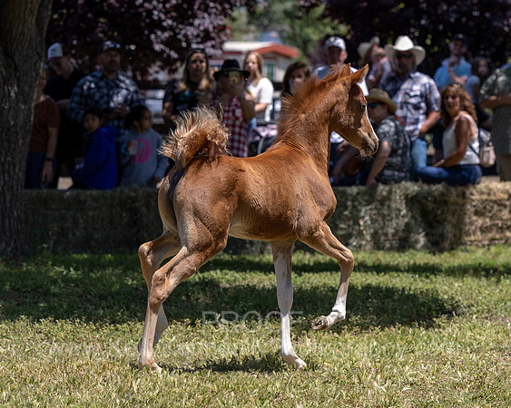 ShermanRanch0524_1088
