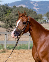 TesoraFall16_0024