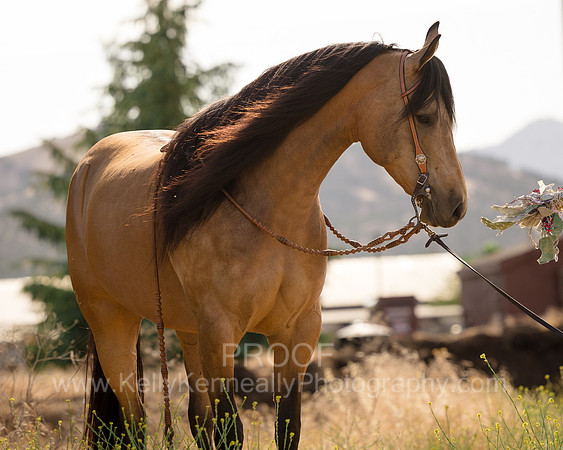 EA_Buckskin-3346