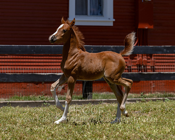 ShermanRanch0524_2288