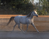 NechoMay25_4455