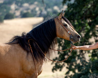 EA_Buckskin-2492