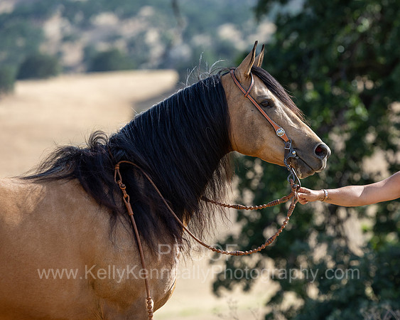 EA_Buckskin-2492