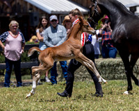 ShermanRanch0524_3445