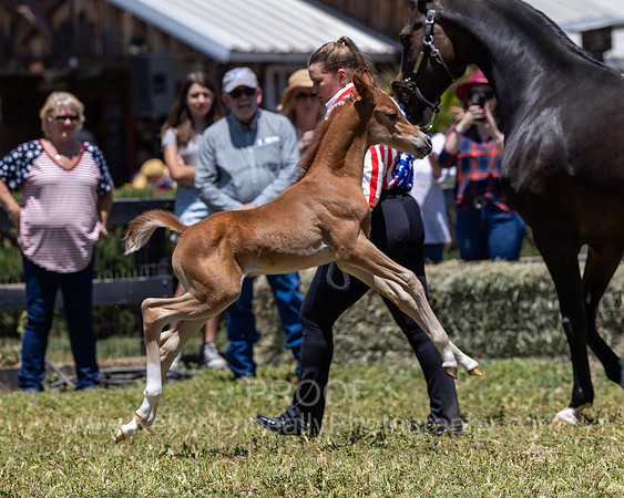 ShermanRanch0524_3445