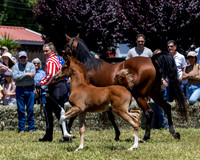 ShermanRanch0524_0949