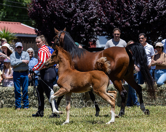 ShermanRanch0524_0949