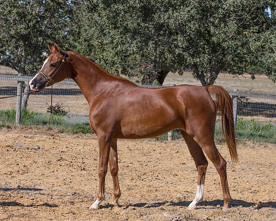 TesoraFall16_0049