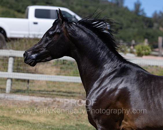 PrinceMacV_0625_6703