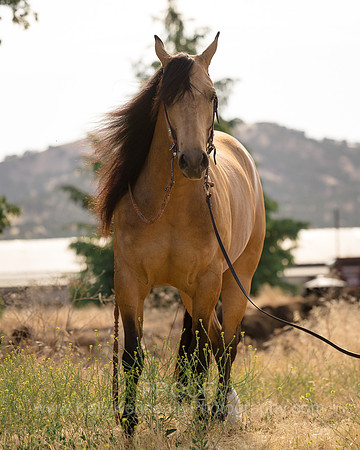 EA_Buckskin-3158