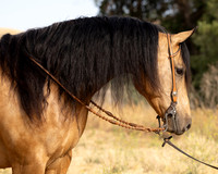 EA_Buckskin-2911