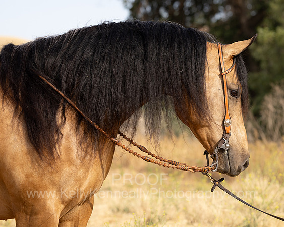 EA_Buckskin-2911