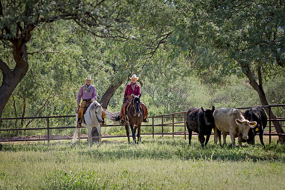 RS_CowWork_6159