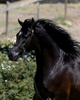 PrinceMacV_0625_4867