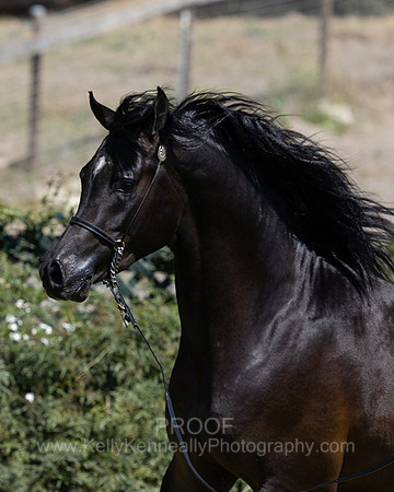 PrinceMacV_0625_4867