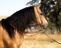 EA_Buckskin-2921