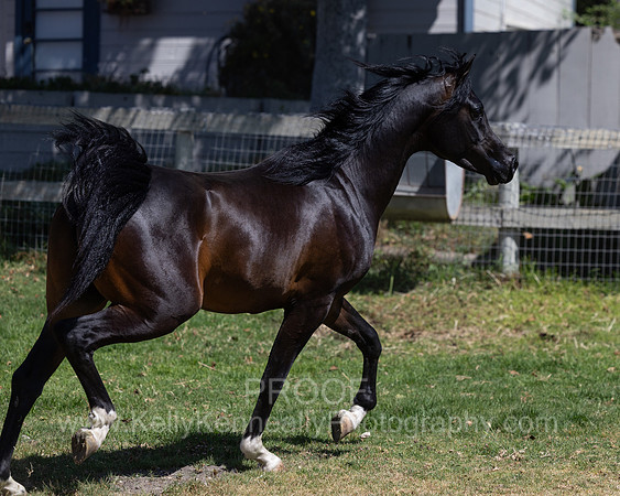 PrinceMacV_0625_6473