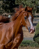 TesoraFall16_0151