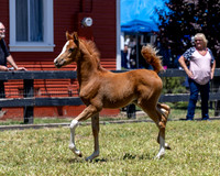 ShermanRanch0524_1136