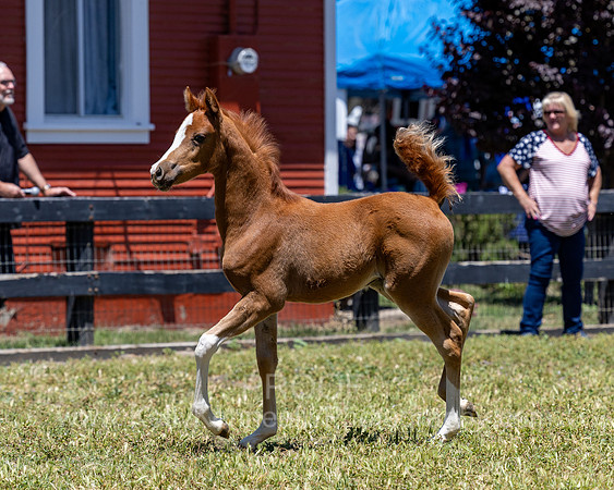 ShermanRanch0524_1136