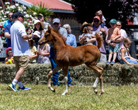 ShermanRanch0524_0881