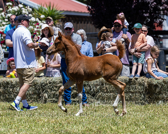ShermanRanch0524_0881