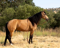 EA_Buckskin-2882
