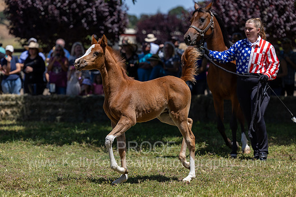 ShermanRanch0524_1270