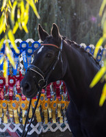 Ribbon Session