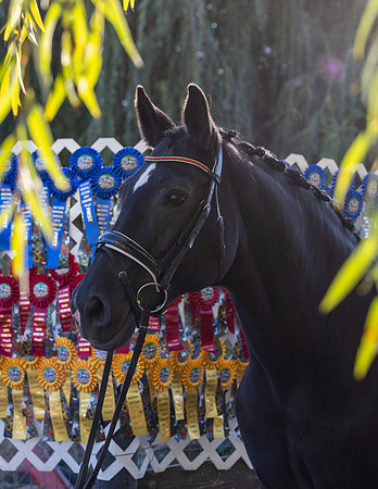 HodgesRibbons24_3630