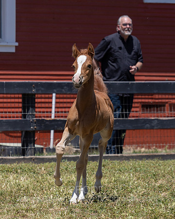 ShermanRanch0524_1690