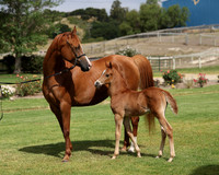 RivieraGold0624-6489