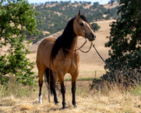 EA_Buckskin-2749