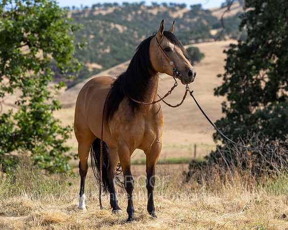 EA_Buckskin-2749