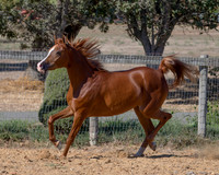 TesoraFall16_0126