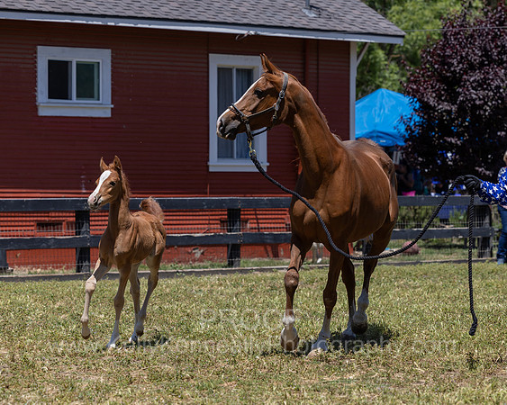 ShermanRanch0524_1737