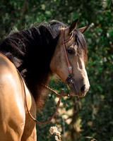Buckskin