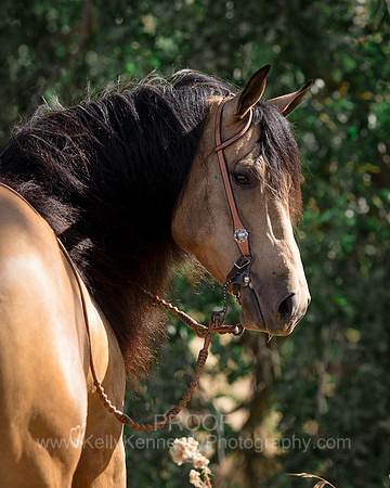 EA_Buckskin-2355-2