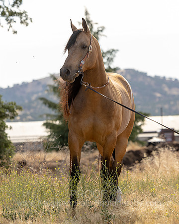 EA_Buckskin-3220