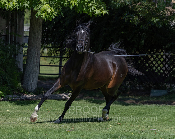 PrinceMacV_0625_5458