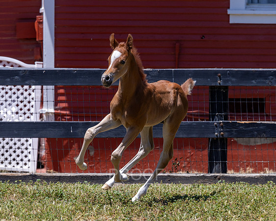 ShermanRanch0524_3849