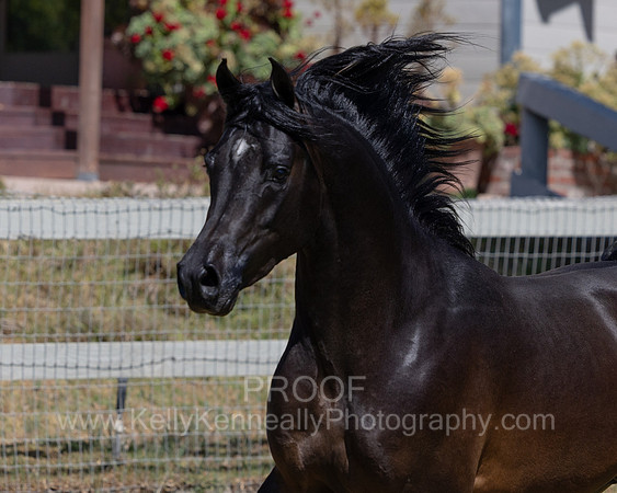 PrinceMacV_0625_6193
