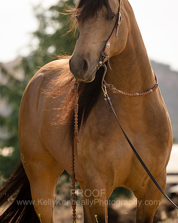 EA_Buckskin-3367-2