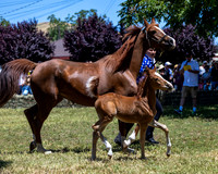 ShermanRanch0524_1526