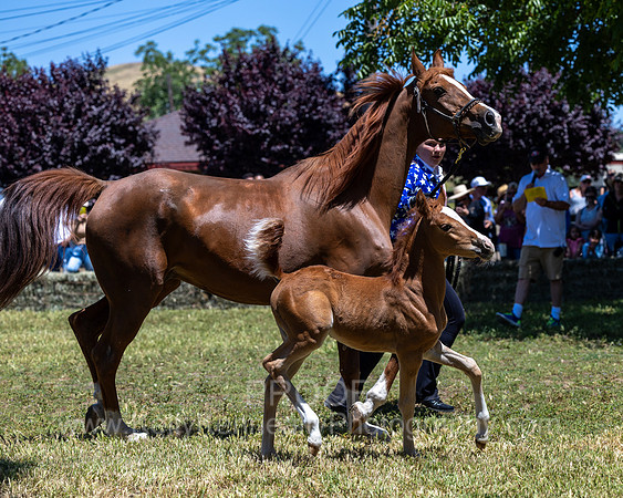 ShermanRanch0524_1526